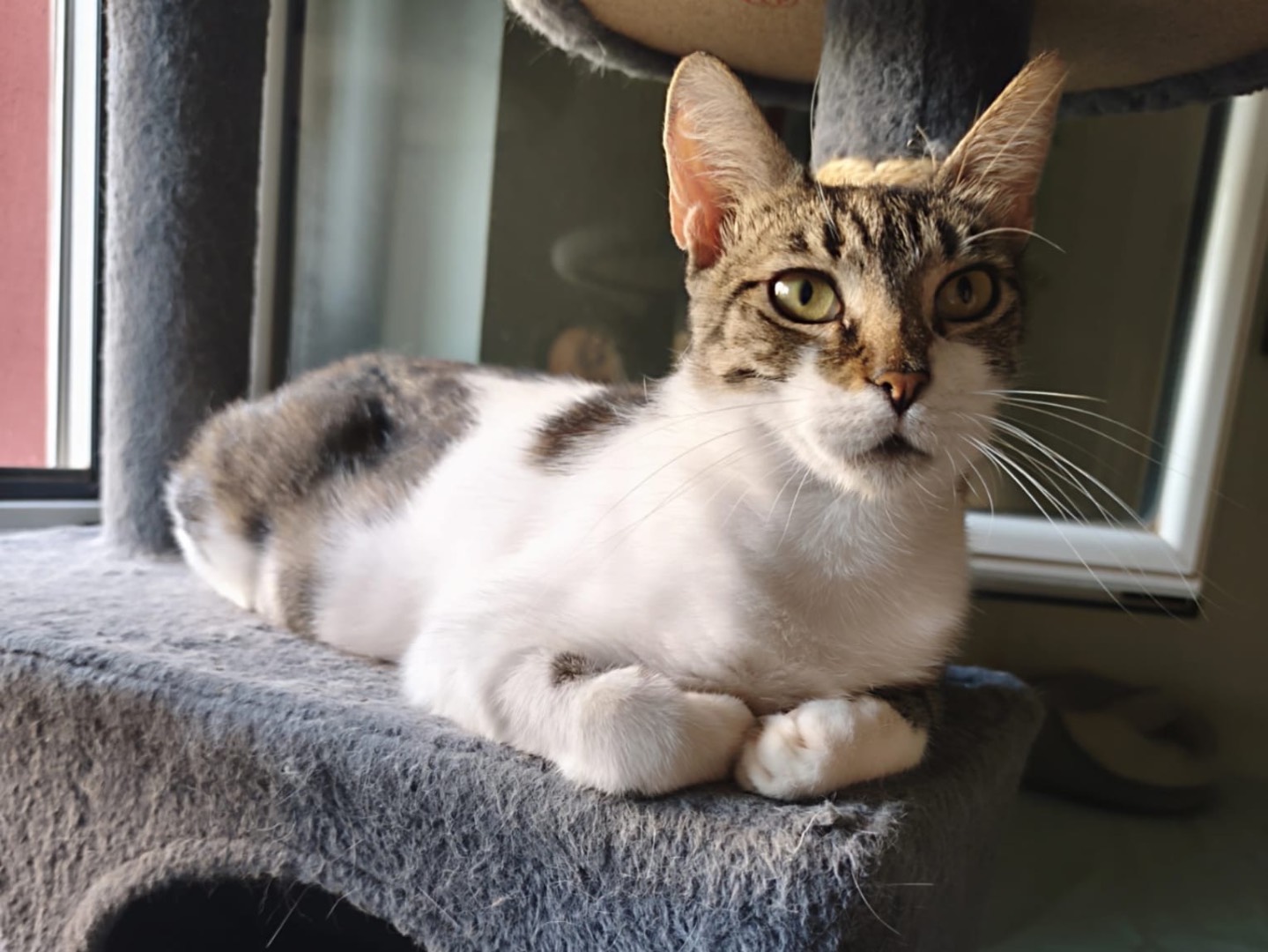 Adotta il gatto Mimma a Latina