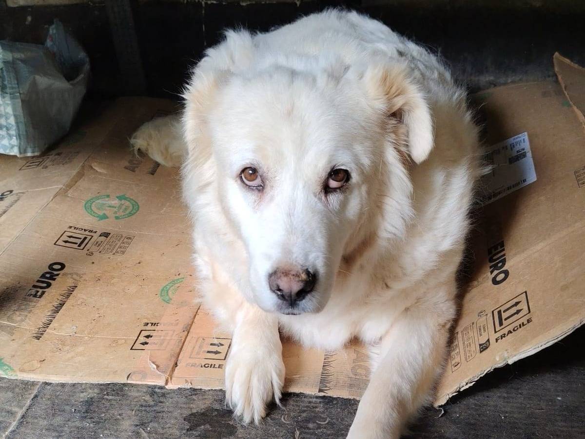 Adozione cane, femmina, Razza sconosciuta Razza sconosciuta, 6 anni e 4 mesi, taglia grande, Roma