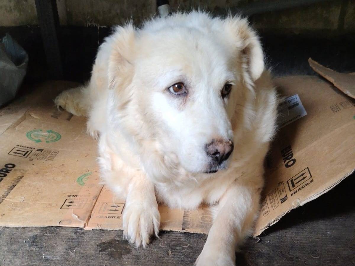 Adotta un cane, femmina, 6 anni e 4 mesi, Roma