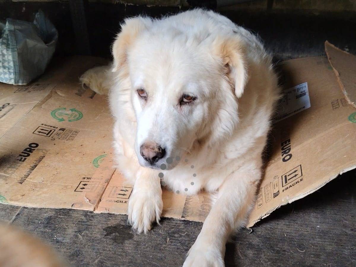 Adotta un cane, taglia grande, femmina, Roma