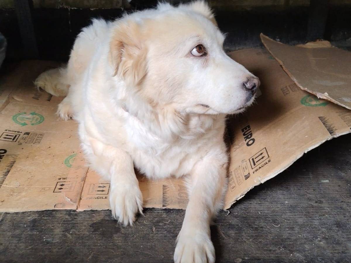 Vuoi adottare un cane a Roma?