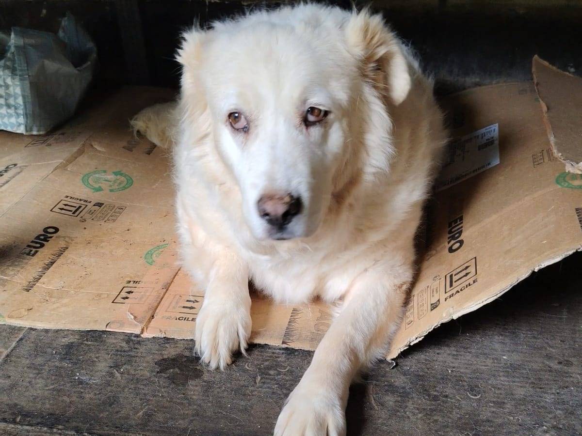 Adotta il cane Bruna a Roma