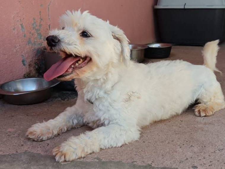 Adozione cane, maschio, Maltese Razza sconosciuta, 11 anni e 7 mesi, taglia piccola, Cagliari