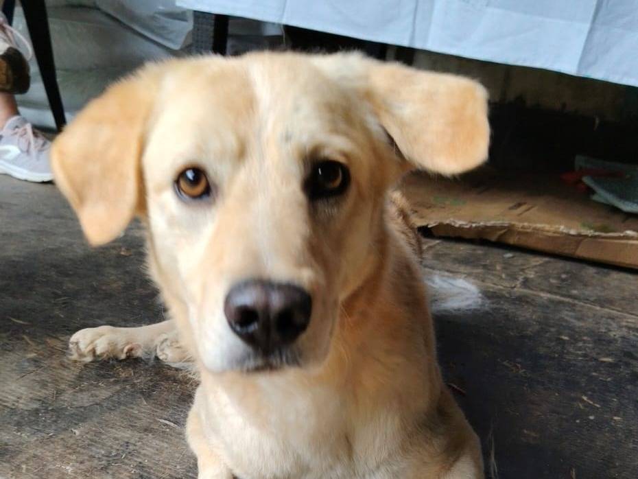 Adozione cane, maschio, Razza sconosciuta Razza sconosciuta, 2 anni e 7 mesi, taglia media contenuta, Roma