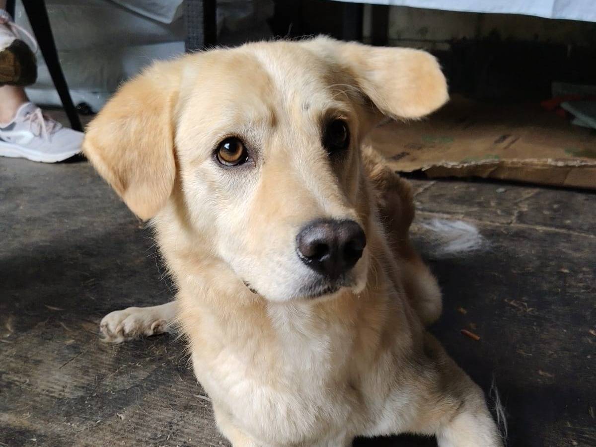 Adotta un cane, maschio, 2 anni e 7 mesi, Roma