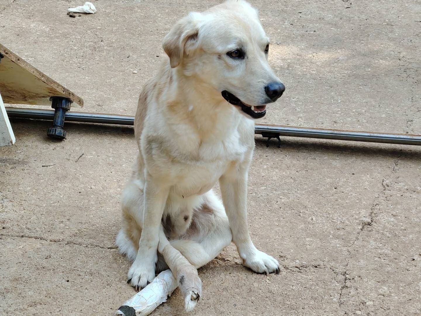 Adotta un cane, taglia media contenuta, maschio, Roma