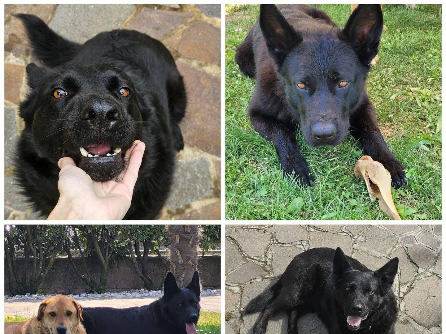Adozione cane, femmina, Razza sconosciuta Razza sconosciuta, 3 anni e 8 mesi, taglia grande, Bergamo