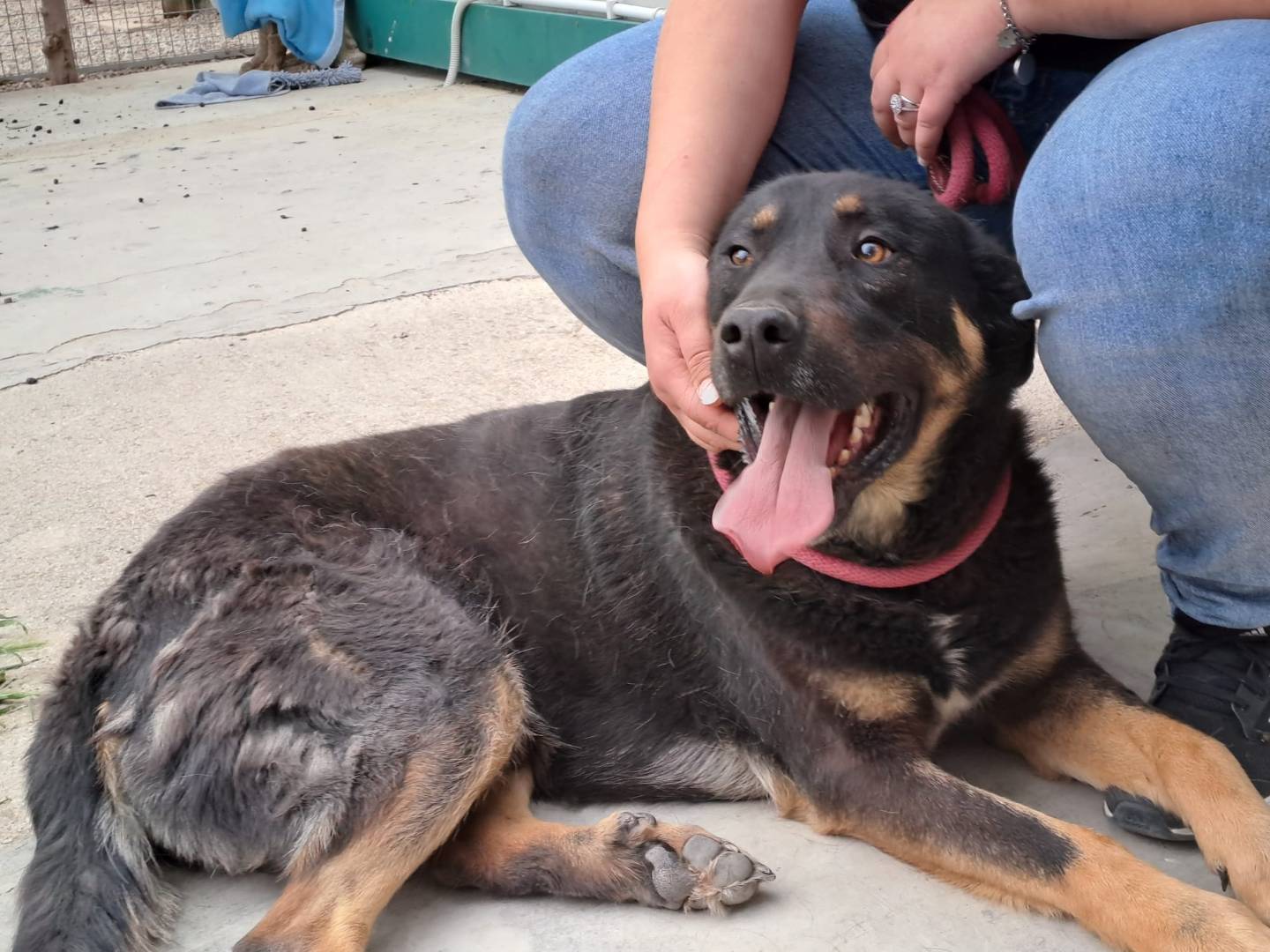 Adotta un cane, taglia grande, maschio, Bologna