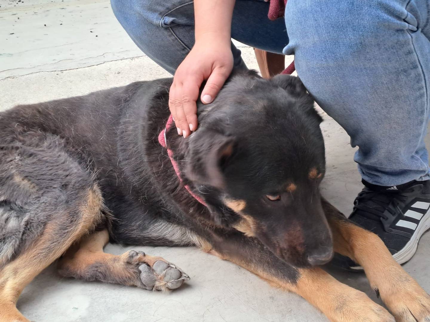 Vuoi adottare un cane a Bologna?