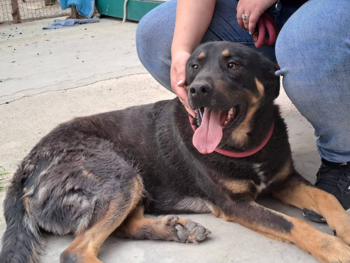 Adotta il cane Maax a Bologna
