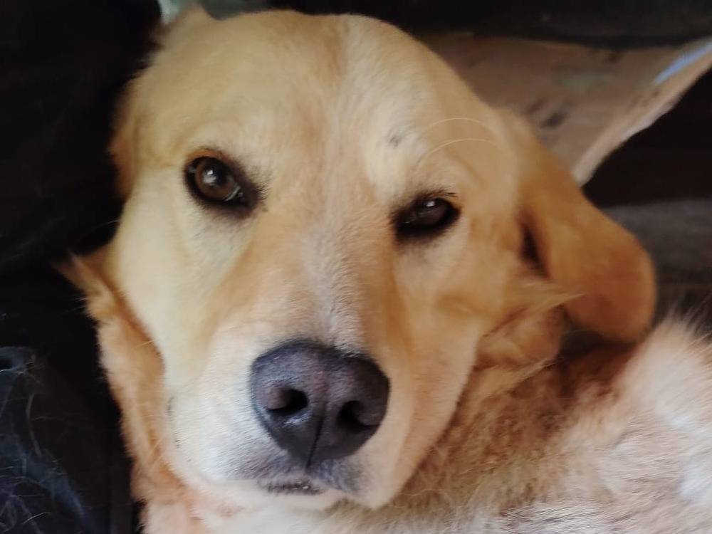 Vuoi adottare un cane a Roma?