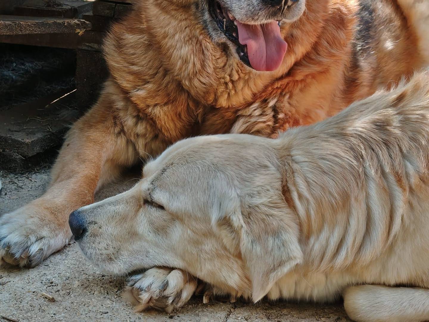 Adotta il cane Pipito a Roma