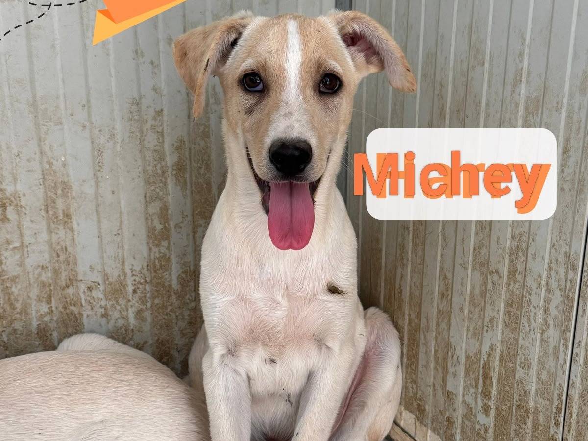 Adozione cane, maschio, Razza sconosciuta Razza sconosciuta, 5 mesi, taglia media contenuta, Barletta