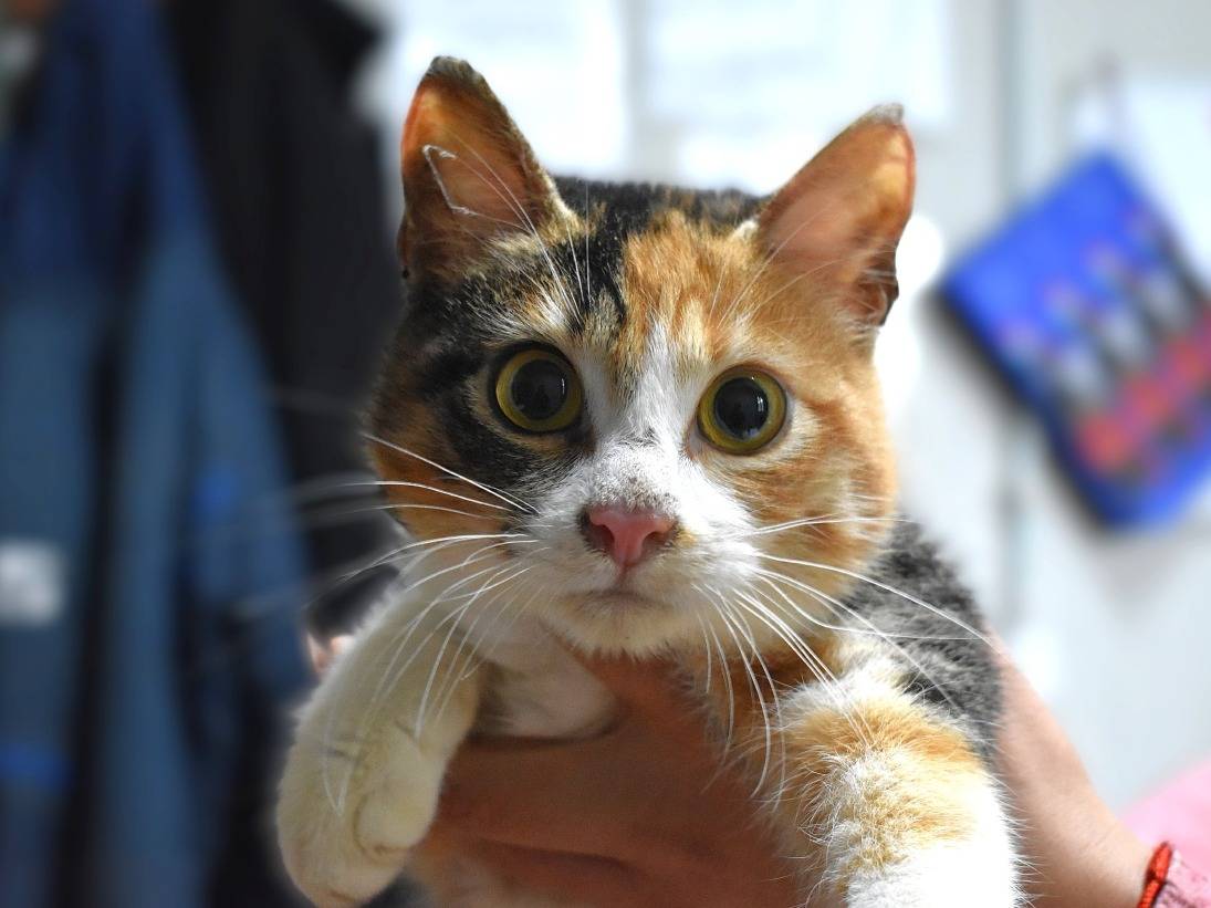 Adotta un gatto, taglia non valida, femmina, Roma