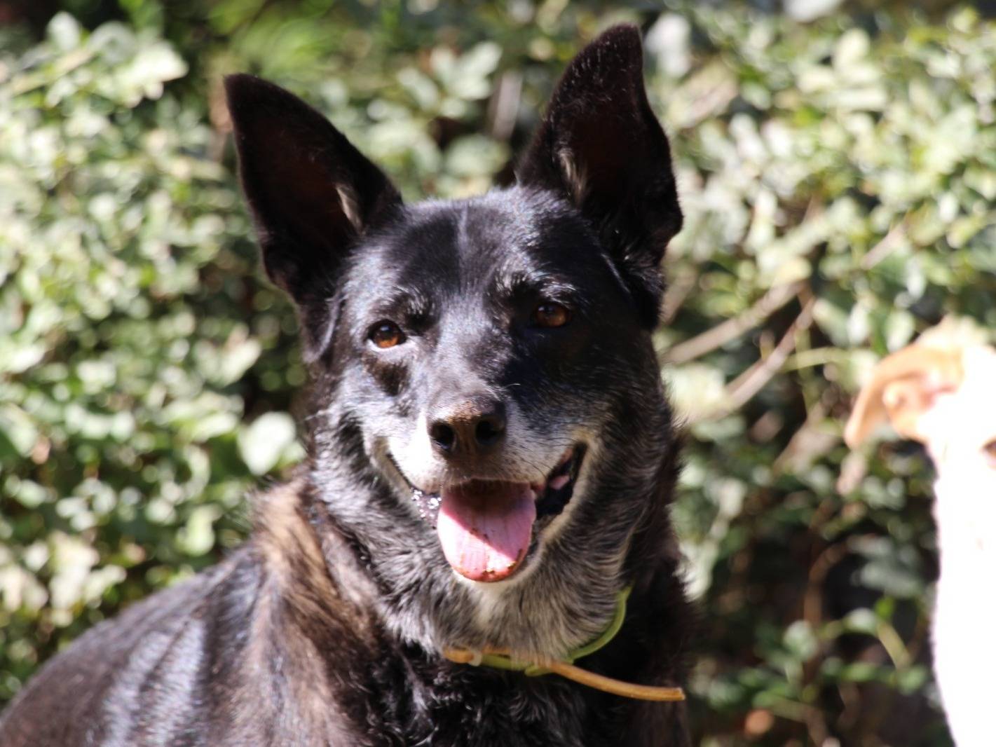 Adozione cane, femmina, Razza sconosciuta Razza sconosciuta, 3 anni e 2 mesi, taglia media, Roma