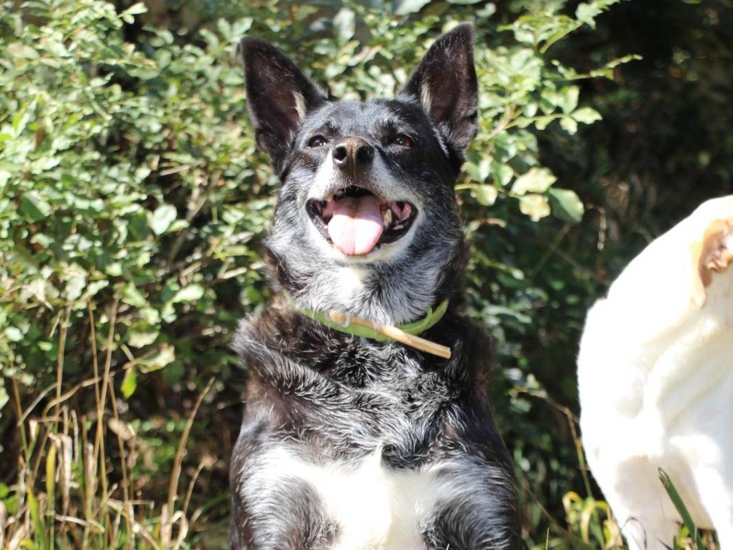 Adotta un cane, femmina, 3 anni e 2 mesi, Roma