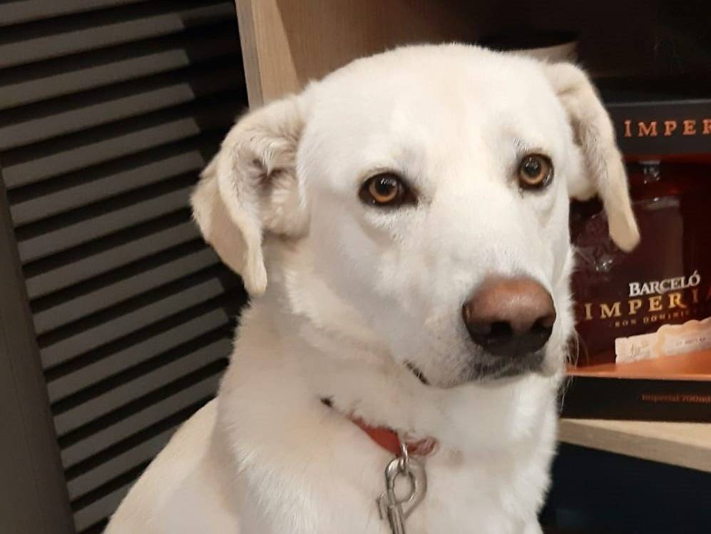 Adozione cane, femmina, Razza sconosciuta Razza sconosciuta, 4 anni e 6 mesi, taglia media, Milano