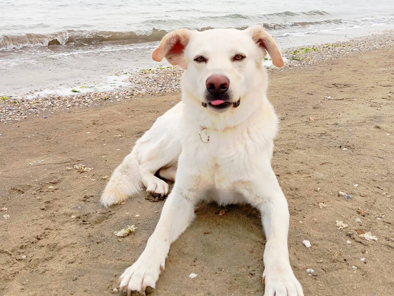 Adotta un cane, taglia media, femmina, Milano