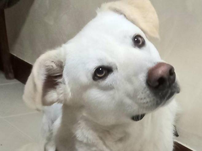 Vuoi adottare un cane a Milano?