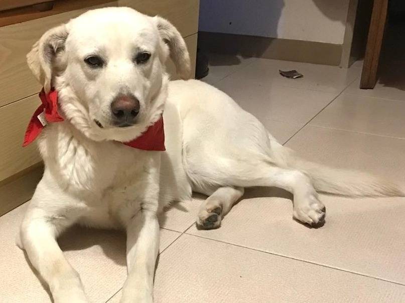 Adotta il cane Orio a Milano