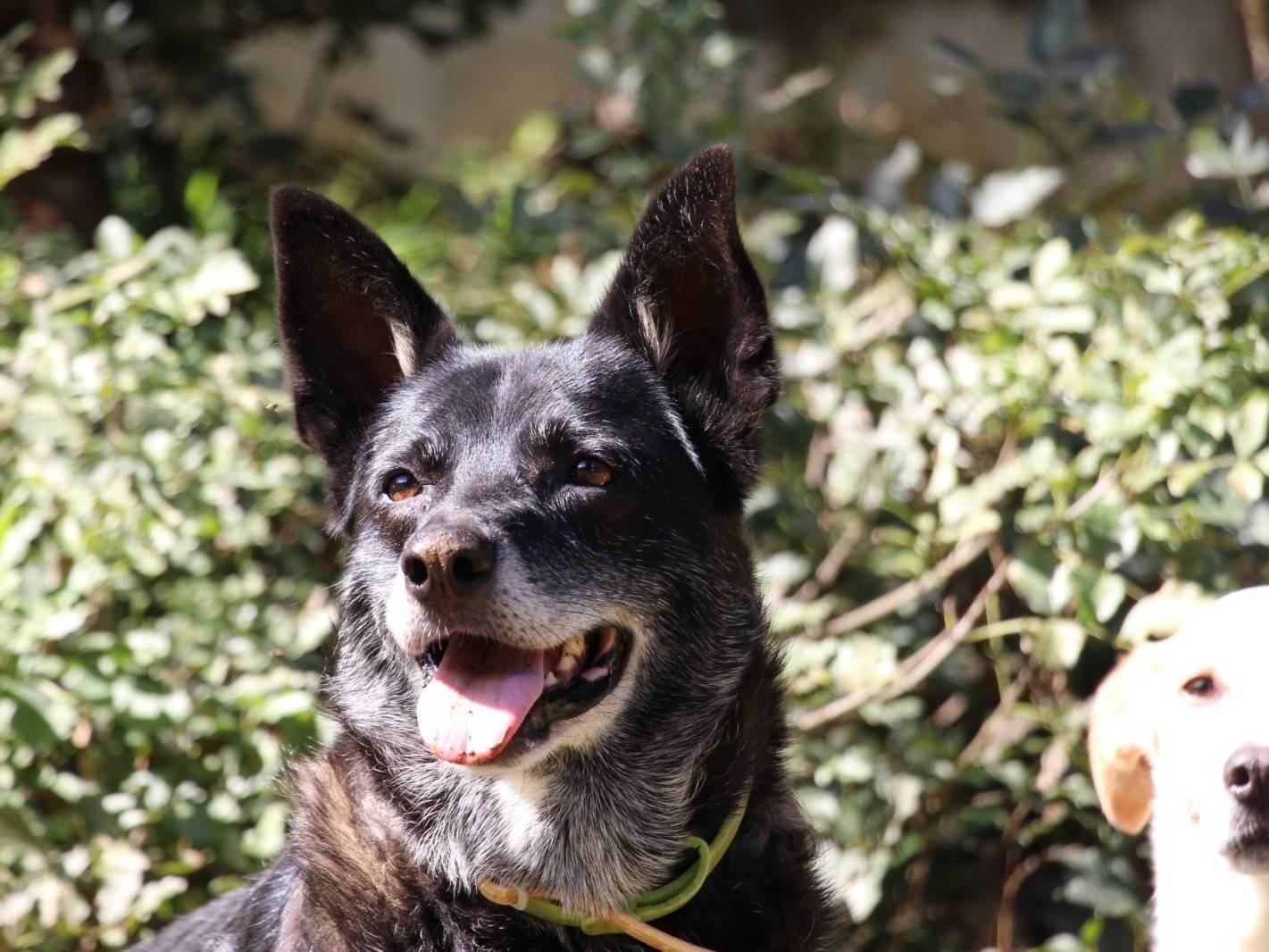 Vuoi adottare un cane a Roma?