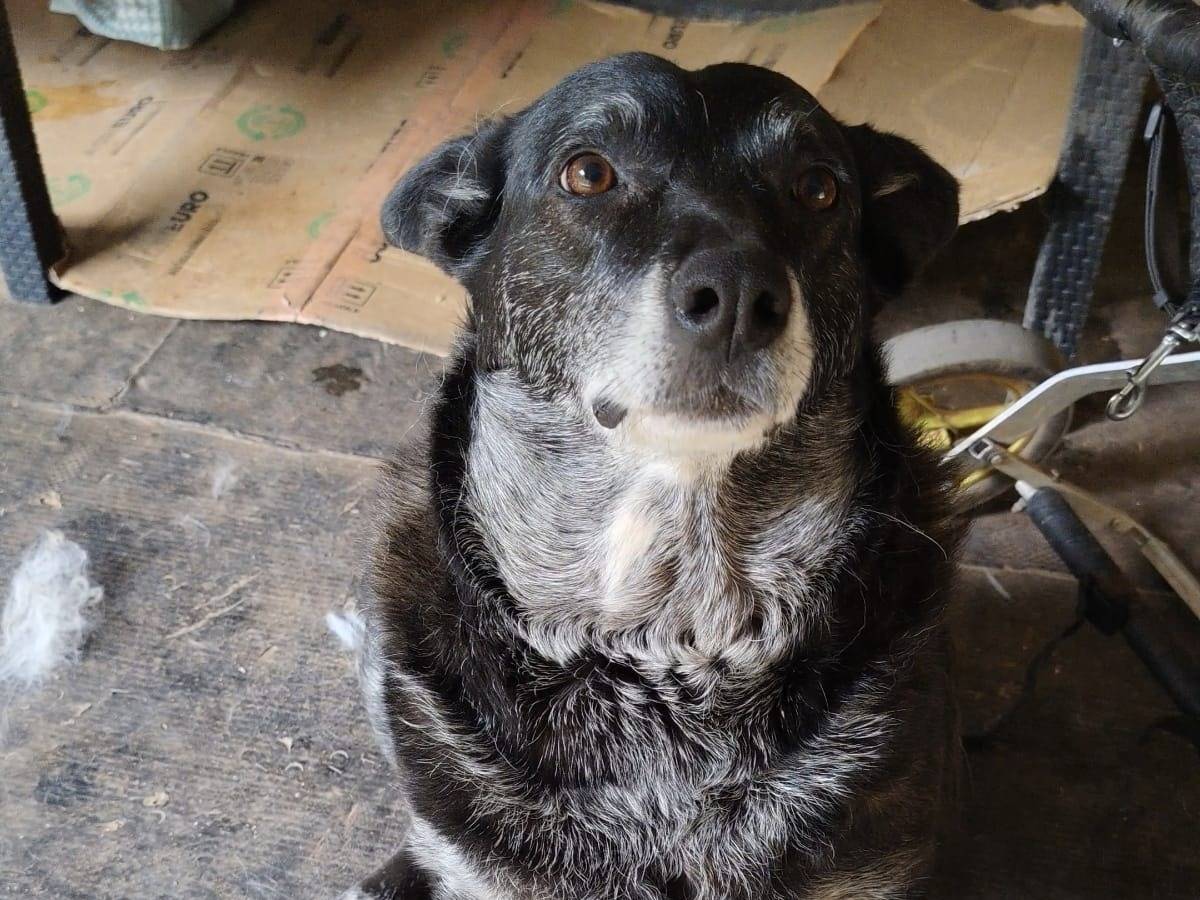 Adotta il cane Teté a Roma