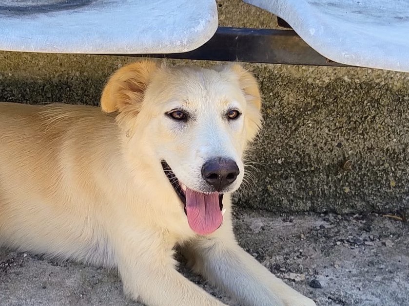 Adotta un cane, femmina, 9 mesi, Trapani