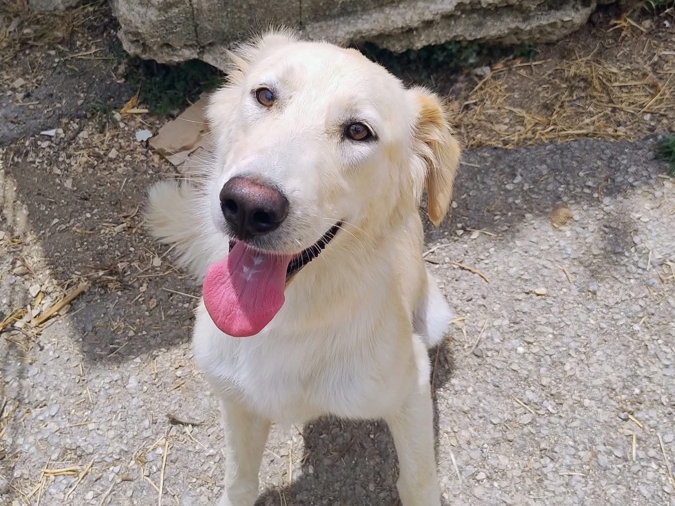 Adotta un cane, taglia media, femmina, Trapani