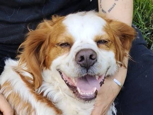 Adotta un cane, maschio, 2 anni e 7 mesi, Roma