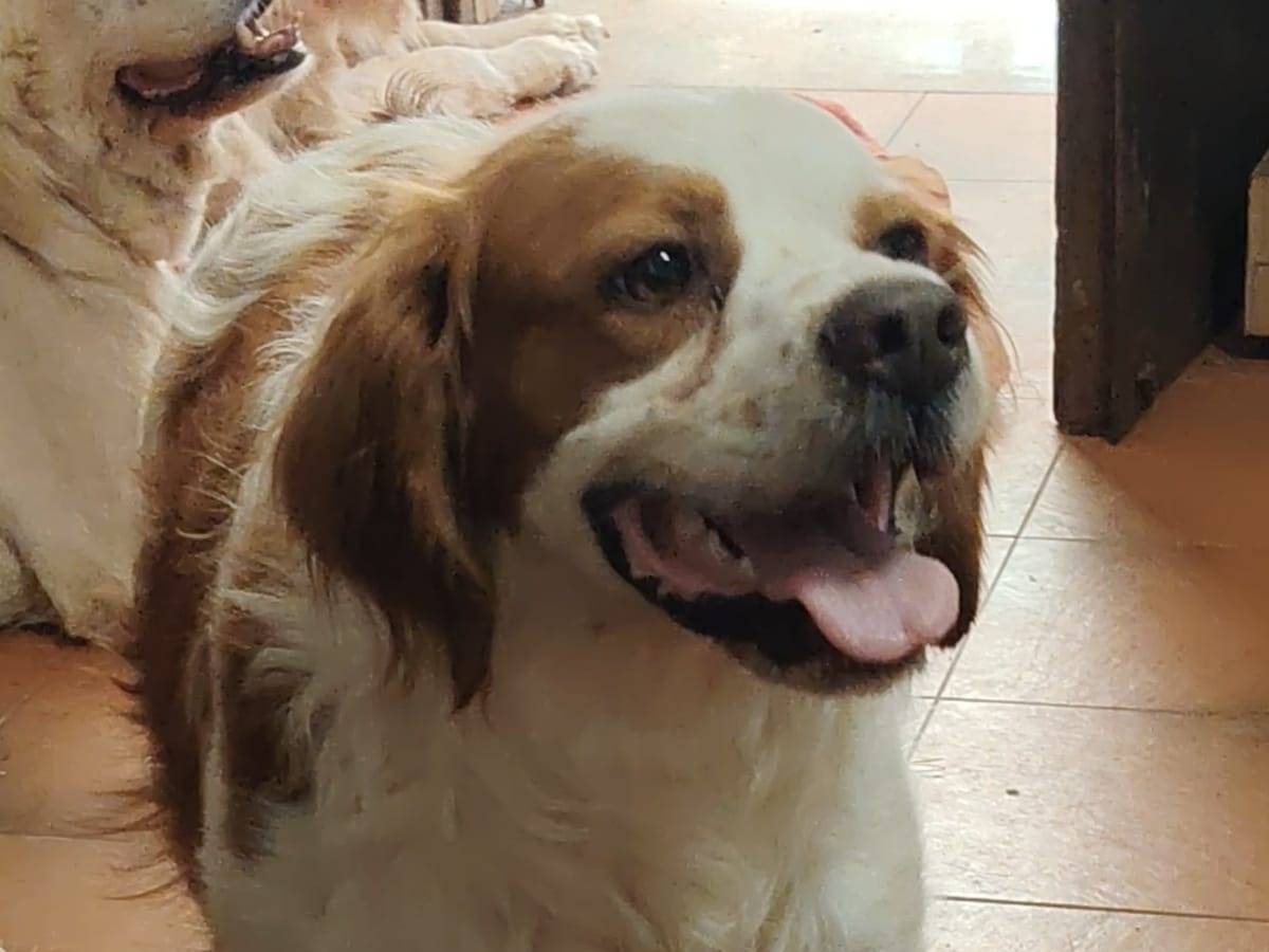 Adozione cane, maschio, Breton Razza sconosciuta, 2 anni e 7 mesi, taglia media, Roma