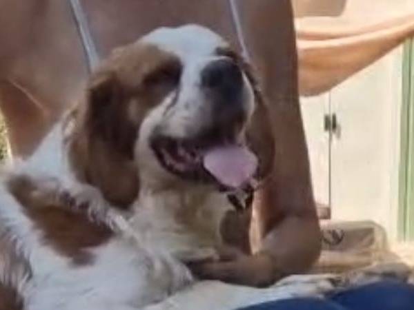 Adotta un cane, taglia media, maschio, Roma