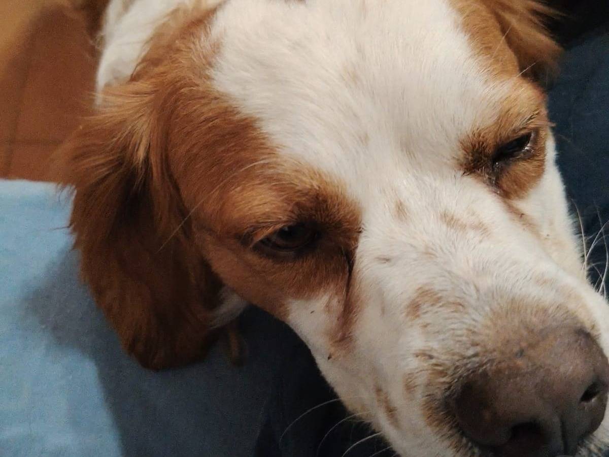 Adotta il cane Ugo a Roma