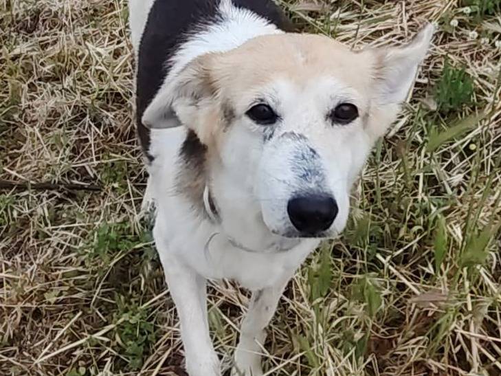 Adozione cane, femmina, Razza sconosciuta Razza sconosciuta, 14 anni e 6 mesi, taglia media contenuta, Roma