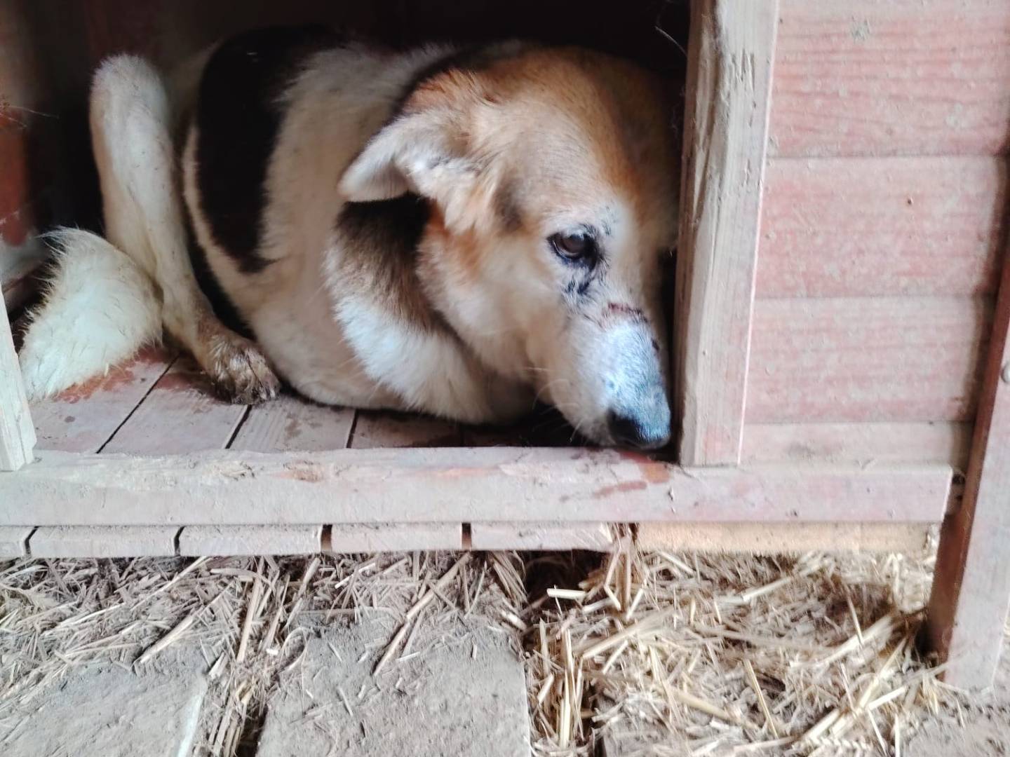 Adotta un cane, femmina, 14 anni e 6 mesi, Roma