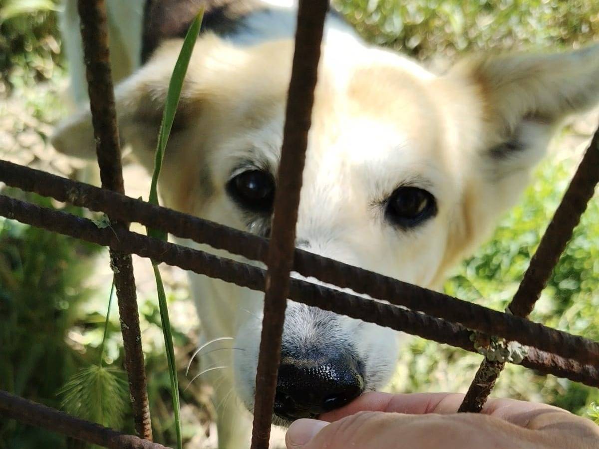 Adotta un cane, taglia media contenuta, femmina, Roma