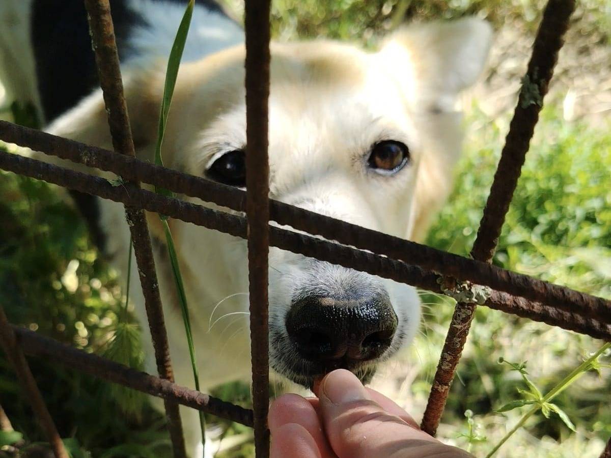 Vuoi adottare un cane a Roma?