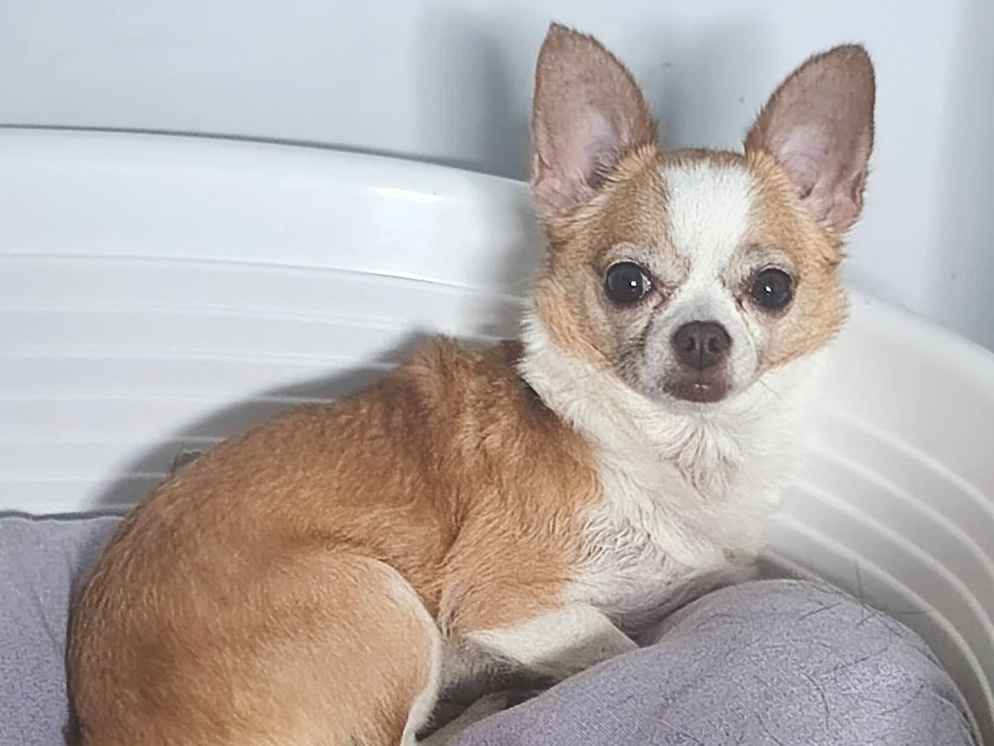 Adozione cane, femmina, Chihuahua Razza sconosciuta, 3 anni e 2 mesi, taglia piccola, Messina