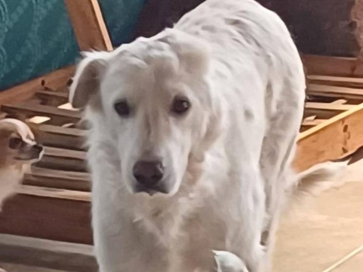 Adozione cane, maschio, Razza sconosciuta Razza sconosciuta, 11 anni e 6 mesi, taglia gigante, Mantova