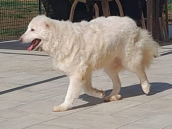 Adotta un cane, taglia gigante, maschio, Mantova