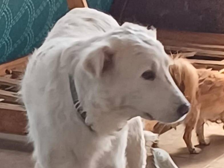 Adotta il cane Nebbia a Mantova