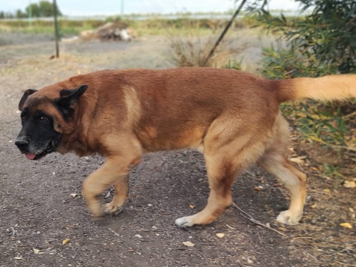 Adozione cane, maschio, Razza sconosciuta Razza sconosciuta, 12 anni e 7 mesi, taglia gigante, Mantova
