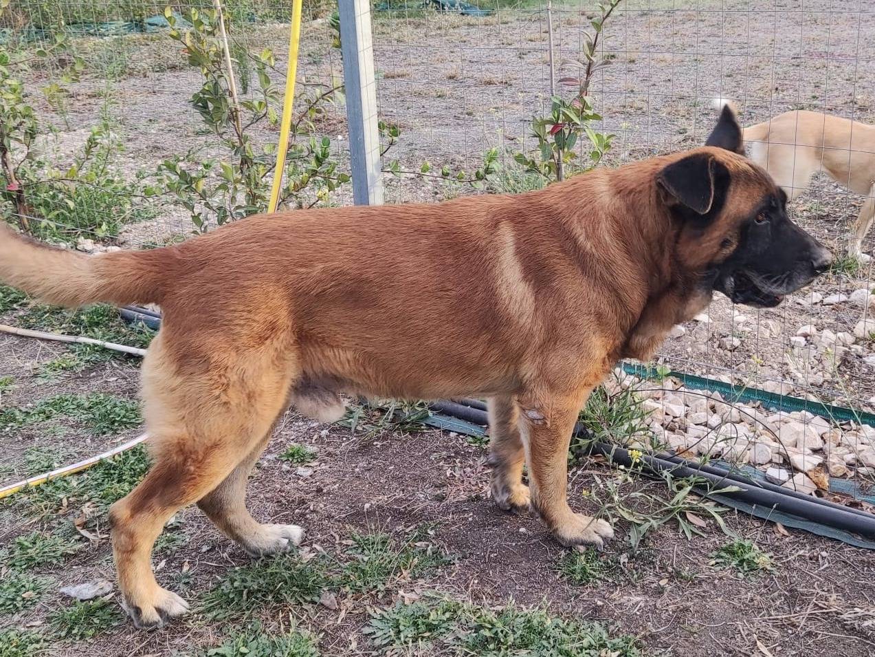 Adotta un cane, taglia gigante, maschio, Mantova