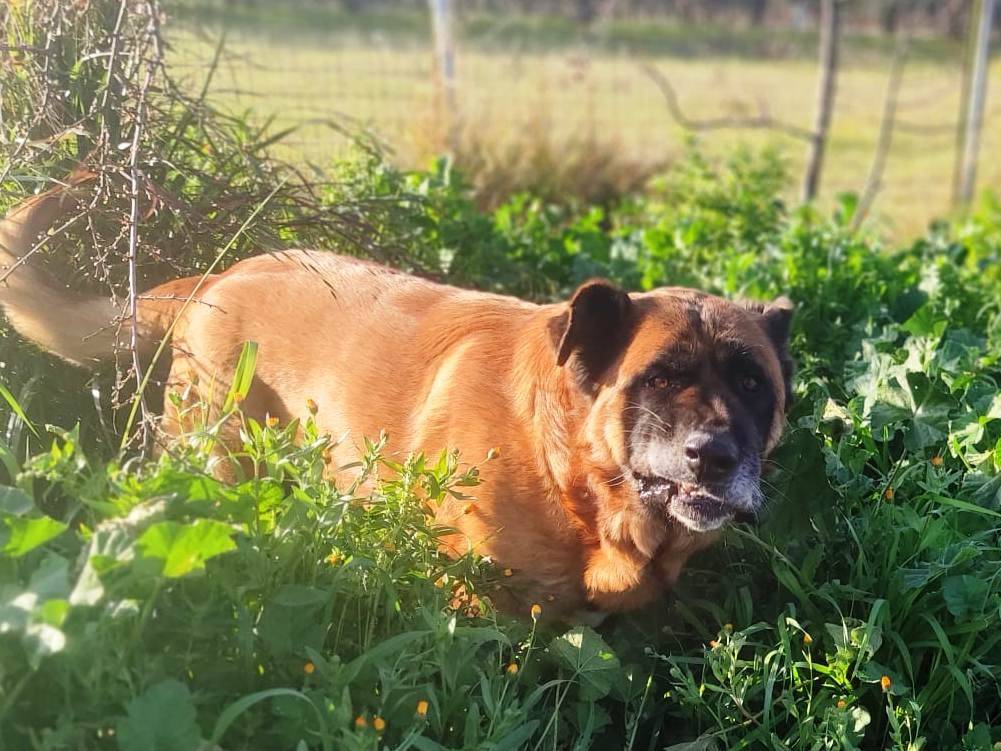 Adotta il cane Tyson a Mantova