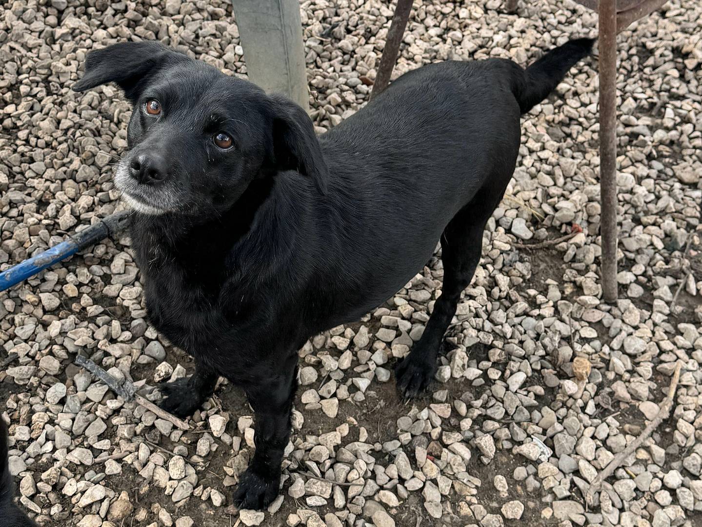Adozione cane, femmina, Razza sconosciuta Razza sconosciuta, 3 anni e 3 mesi, taglia piccola, Teramo