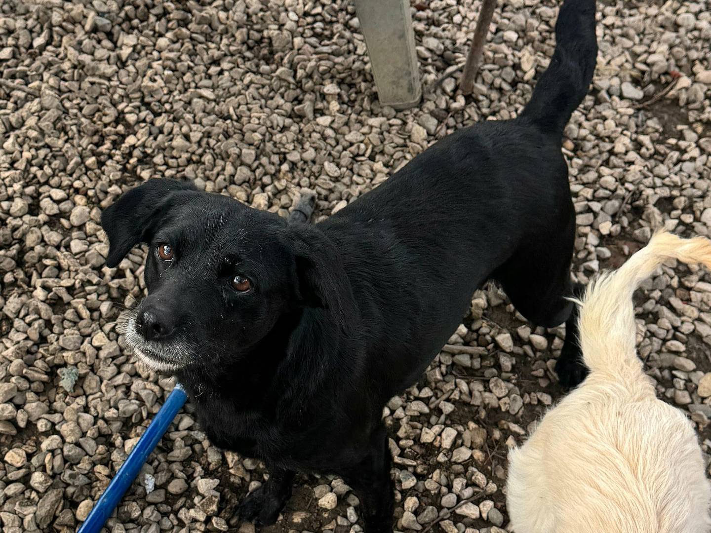 Adotta un cane, femmina, 3 anni e 3 mesi, Teramo
