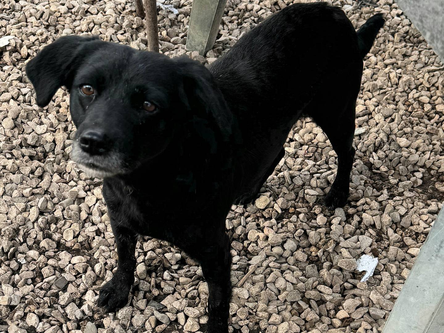 Adotta un cane, taglia piccola, femmina, Teramo