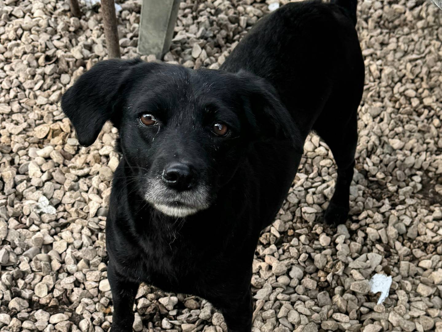 Vuoi adottare un cane a Teramo?