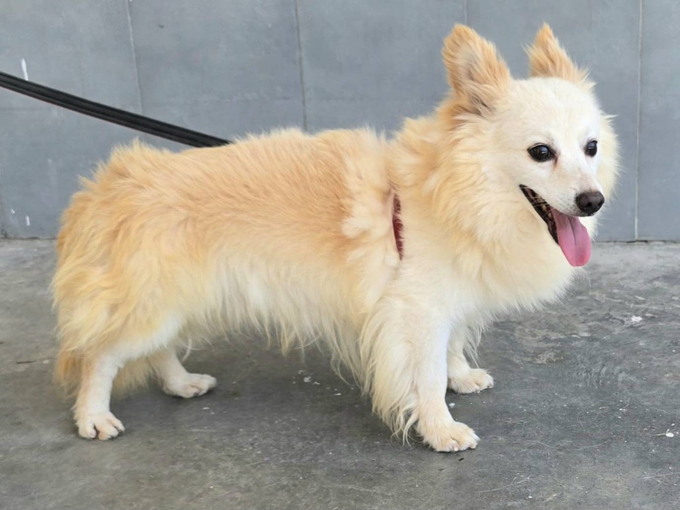 Adotta un cane, maschio, 6 anni e 1 mese, Teramo