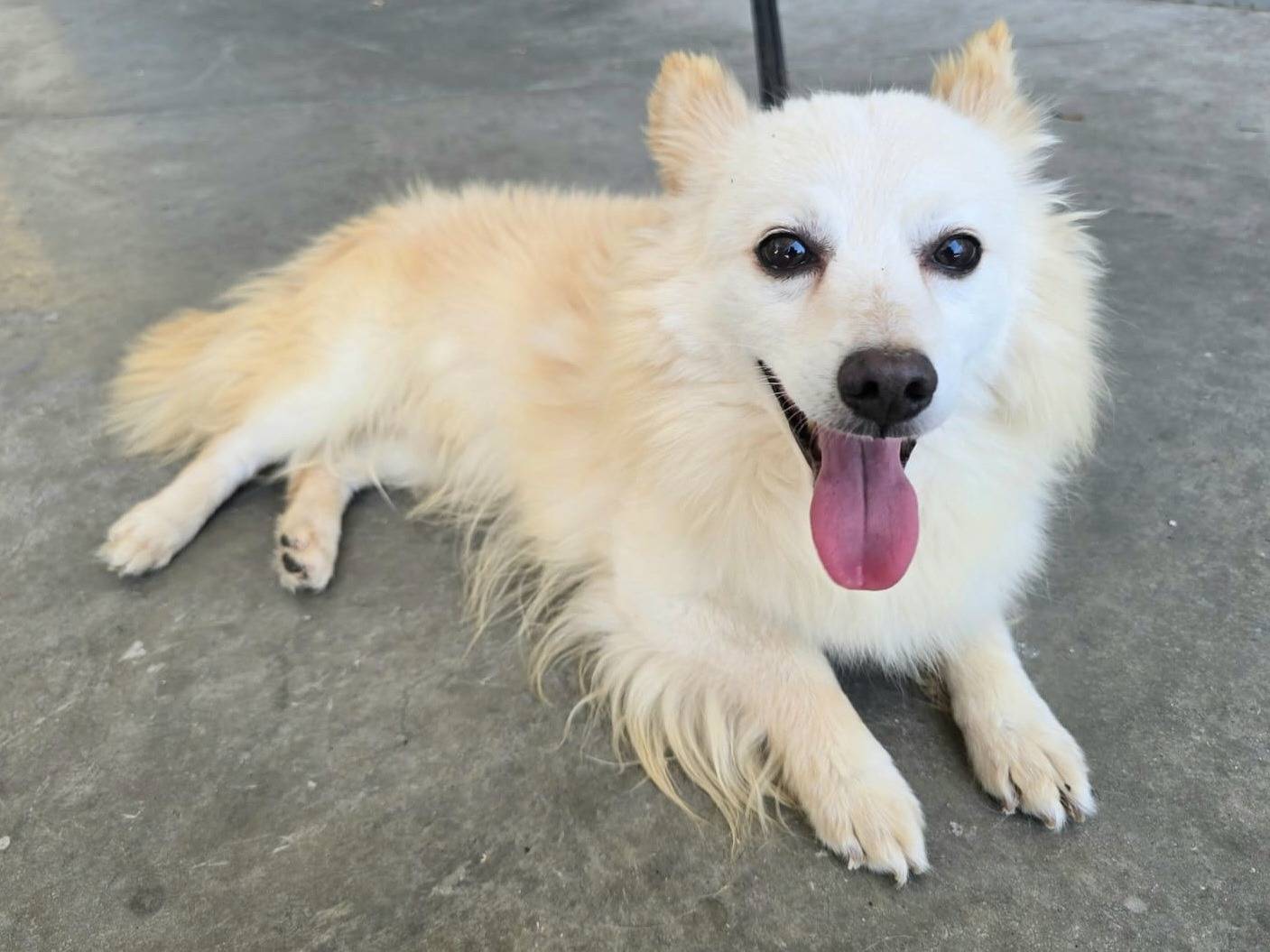 Adotta un cane, taglia piccola, maschio, Teramo