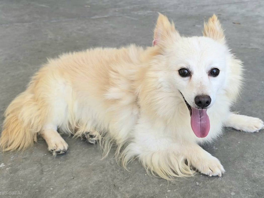 Vuoi adottare un cane a Teramo?